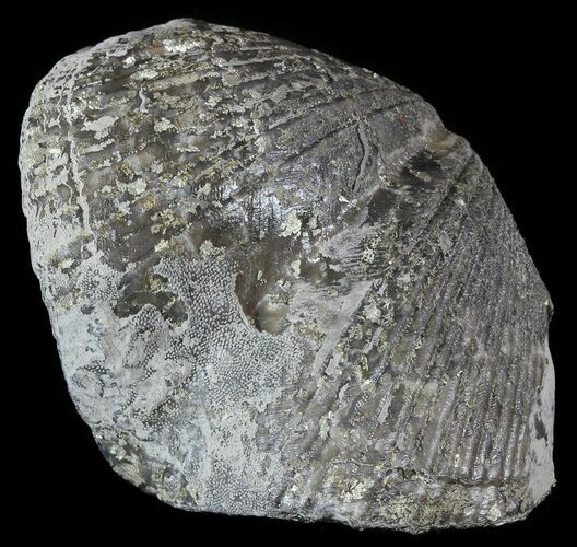 Pyrite Replaced Brachiopod (Paraspirifer) - Ohio #52710